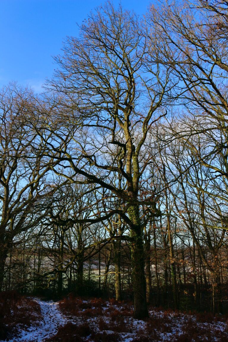 La forêt de la Roche Turpin